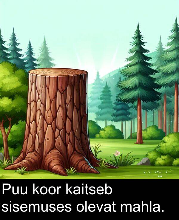 koor: Puu koor kaitseb sisemuses olevat mahla.