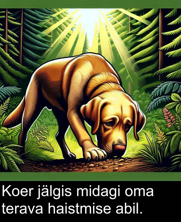 haistmise: Koer jälgis midagi oma terava haistmise abil.