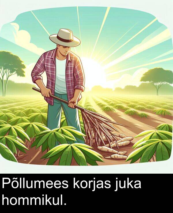 hommikul: Põllumees korjas juka hommikul.