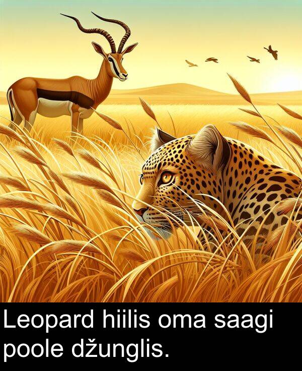 džunglis: Leopard hiilis oma saagi poole džunglis.