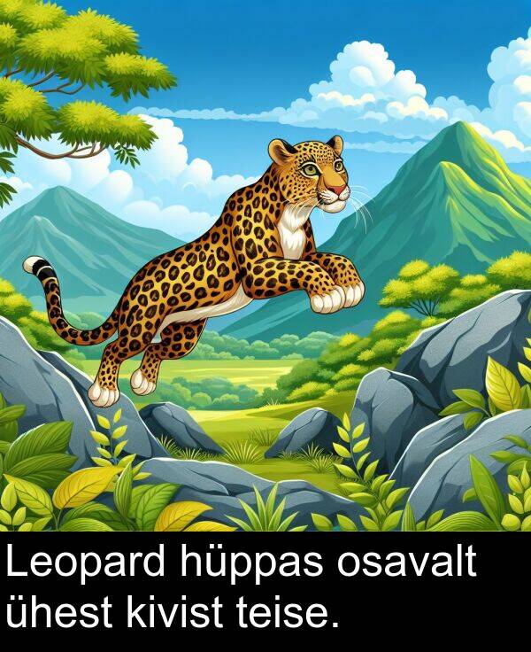 kivist: Leopard hüppas osavalt ühest kivist teise.
