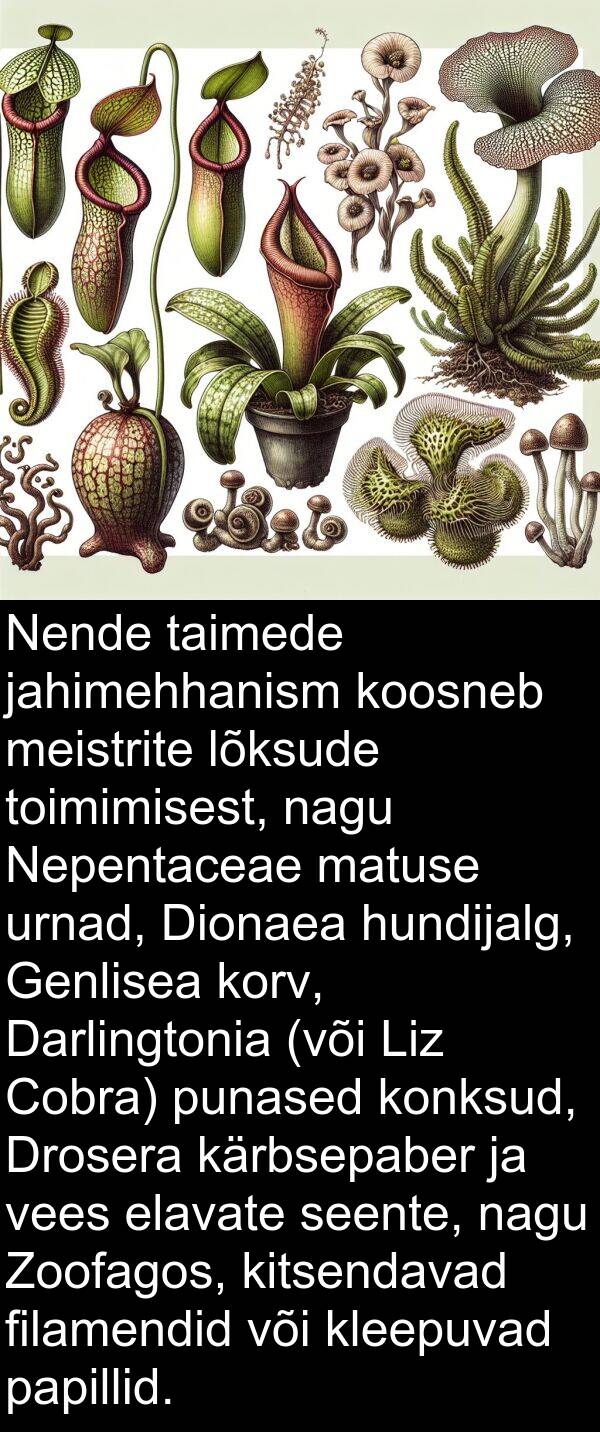 filamendid: Nende taimede jahimehhanism koosneb meistrite lõksude toimimisest, nagu Nepentaceae matuse urnad, Dionaea hundijalg, Genlisea korv, Darlingtonia (või Liz Cobra) punased konksud, Drosera kärbsepaber ja vees elavate seente, nagu Zoofagos, kitsendavad filamendid või kleepuvad papillid.