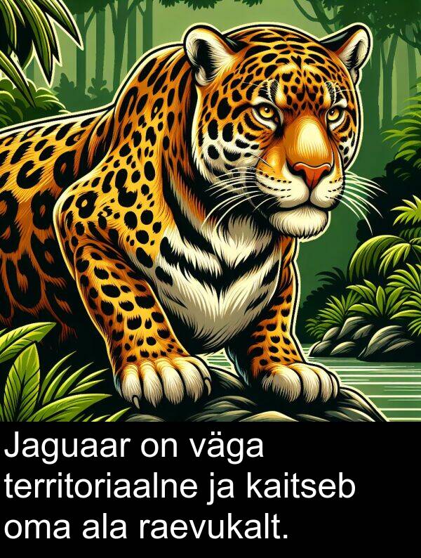 ala: Jaguaar on väga territoriaalne ja kaitseb oma ala raevukalt.