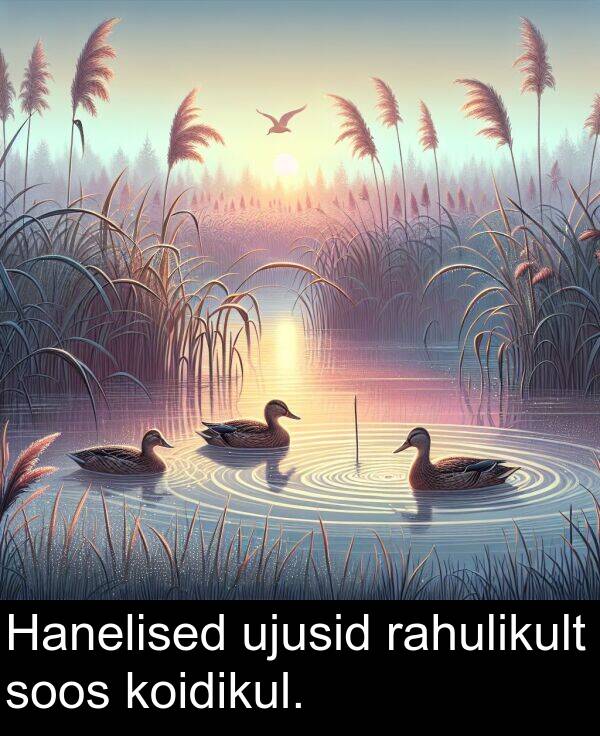 soos: Hanelised ujusid rahulikult soos koidikul.