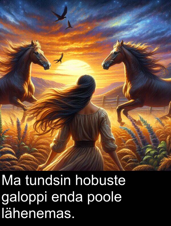 galoppi: Ma tundsin hobuste galoppi enda poole lähenemas.