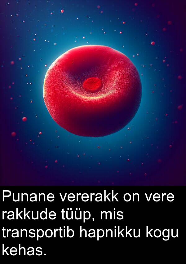 tüüp: Punane vererakk on vere rakkude tüüp, mis transportib hapnikku kogu kehas.