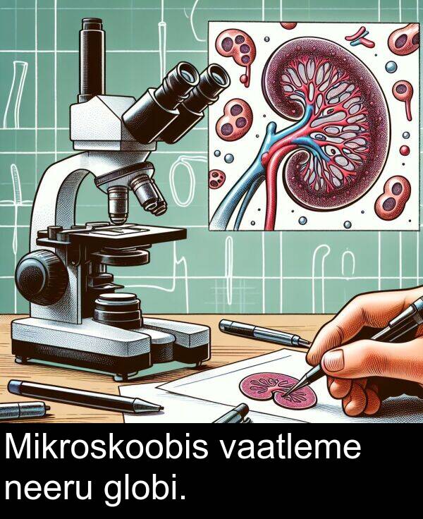 vaatleme: Mikroskoobis vaatleme neeru globi.