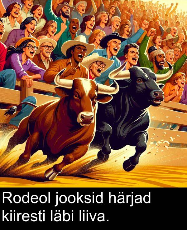 läbi: Rodeol jooksid härjad kiiresti läbi liiva.