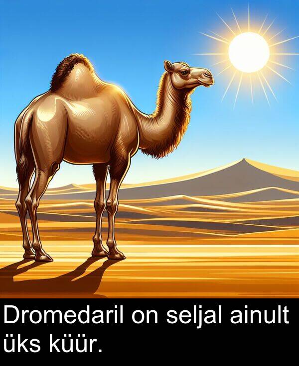 küür: Dromedaril on seljal ainult üks küür.