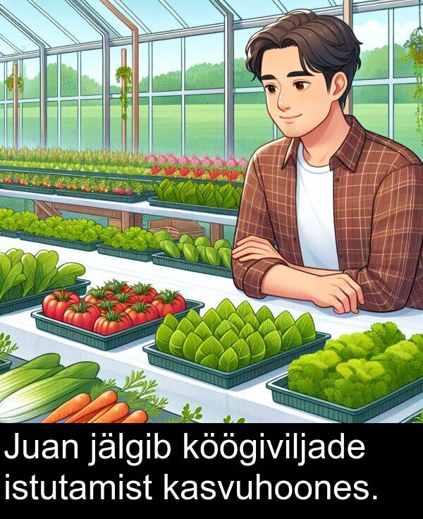 köögiviljade: Juan jälgib köögiviljade istutamist kasvuhoones.