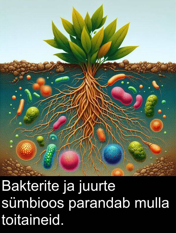 mulla: Bakterite ja juurte sümbioos parandab mulla toitaineid.