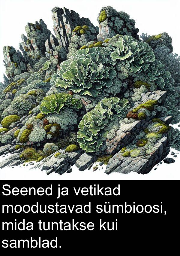 tuntakse: Seened ja vetikad moodustavad sümbioosi, mida tuntakse kui samblad.