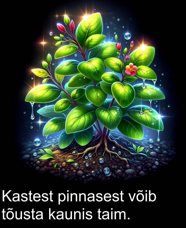 pinnasest: Kastest pinnasest võib tõusta kaunis taim.