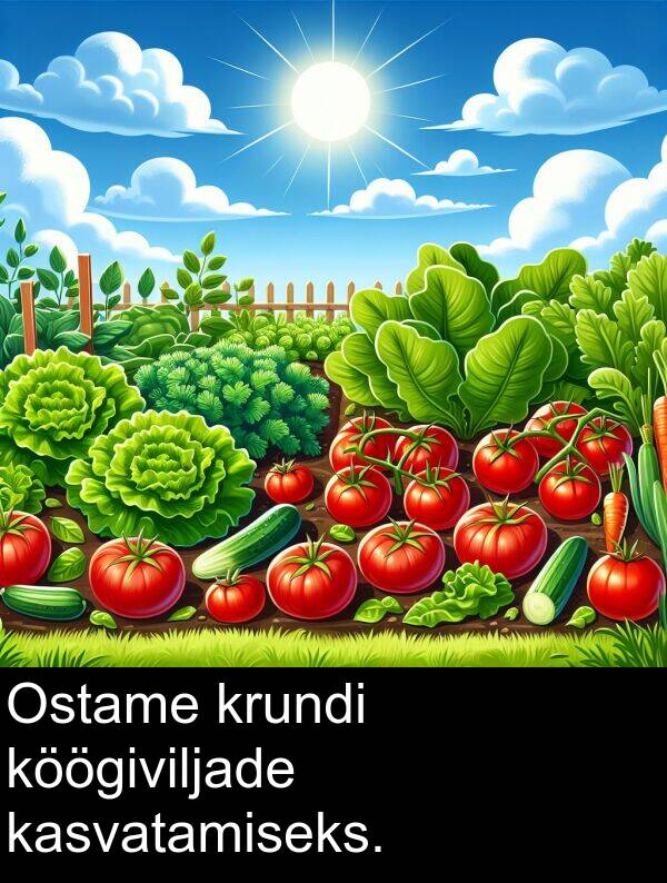 köögiviljade: Ostame krundi köögiviljade kasvatamiseks.