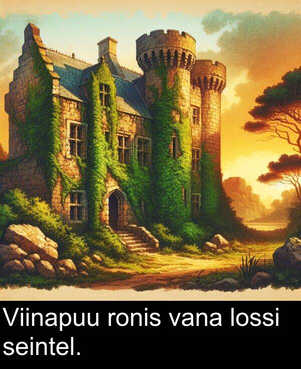 ronis: Viinapuu ronis vana lossi seintel.