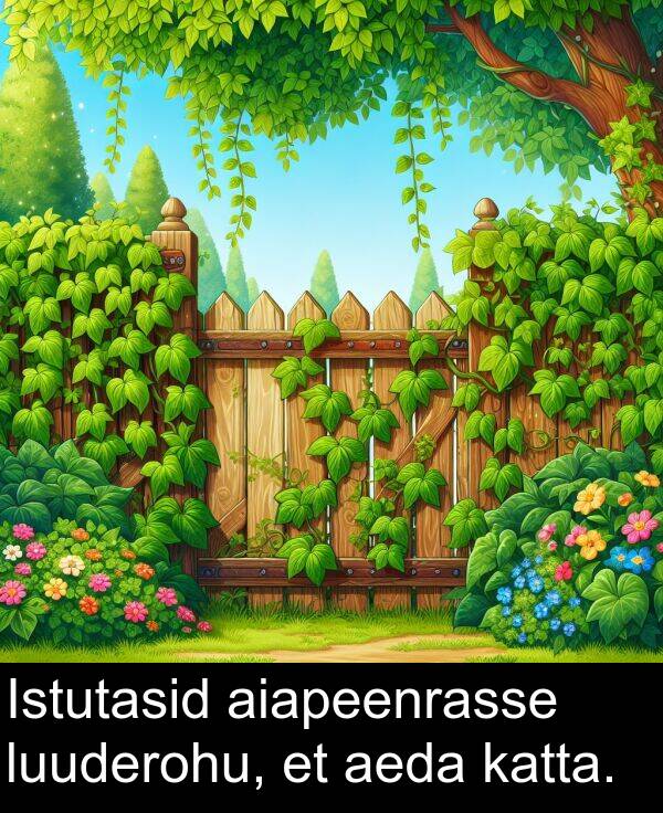 luuderohu: Istutasid aiapeenrasse luuderohu, et aeda katta.