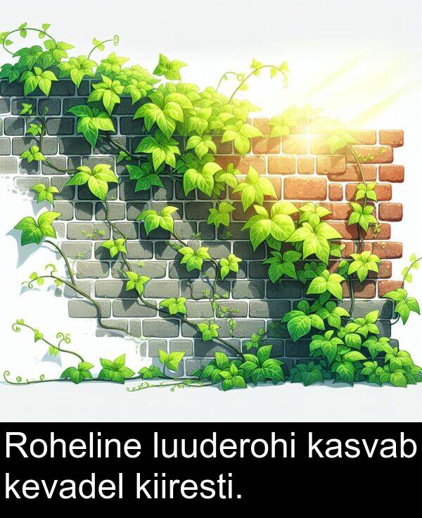 luuderohi: Roheline luuderohi kasvab kevadel kiiresti.