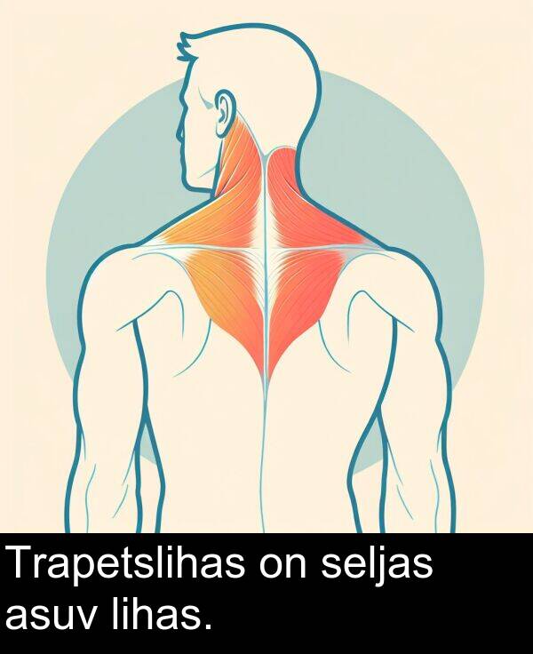 asuv: Trapetslihas on seljas asuv lihas.