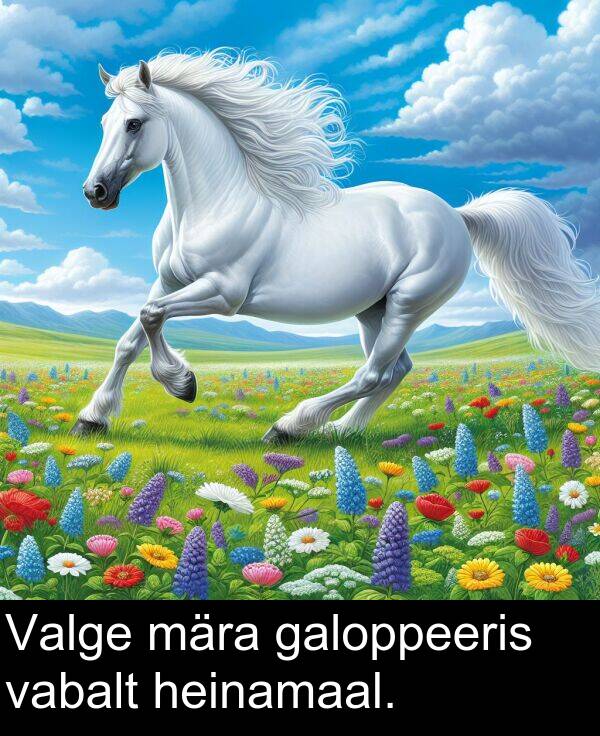 galoppeeris: Valge mära galoppeeris vabalt heinamaal.