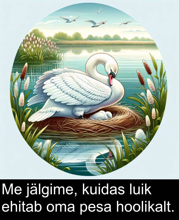 kuidas: Me jälgime, kuidas luik ehitab oma pesa hoolikalt.