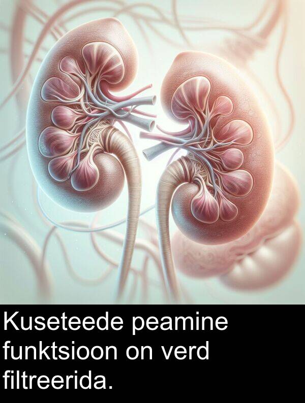 filtreerida: Kuseteede peamine funktsioon on verd filtreerida.