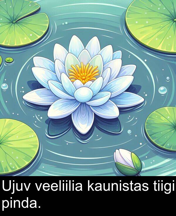 veeliilia: Ujuv veeliilia kaunistas tiigi pinda.