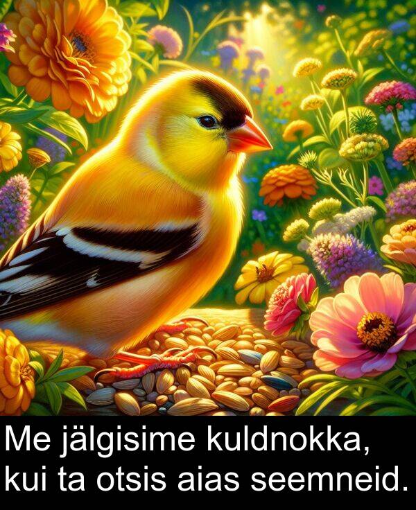 otsis: Me jälgisime kuldnokka, kui ta otsis aias seemneid.