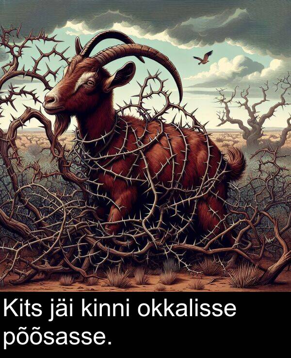 okkalisse: Kits jäi kinni okkalisse põõsasse.