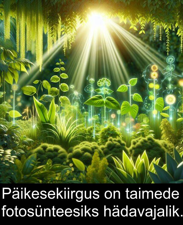 hädavajalik: Päikesekiirgus on taimede fotosünteesiks hädavajalik.