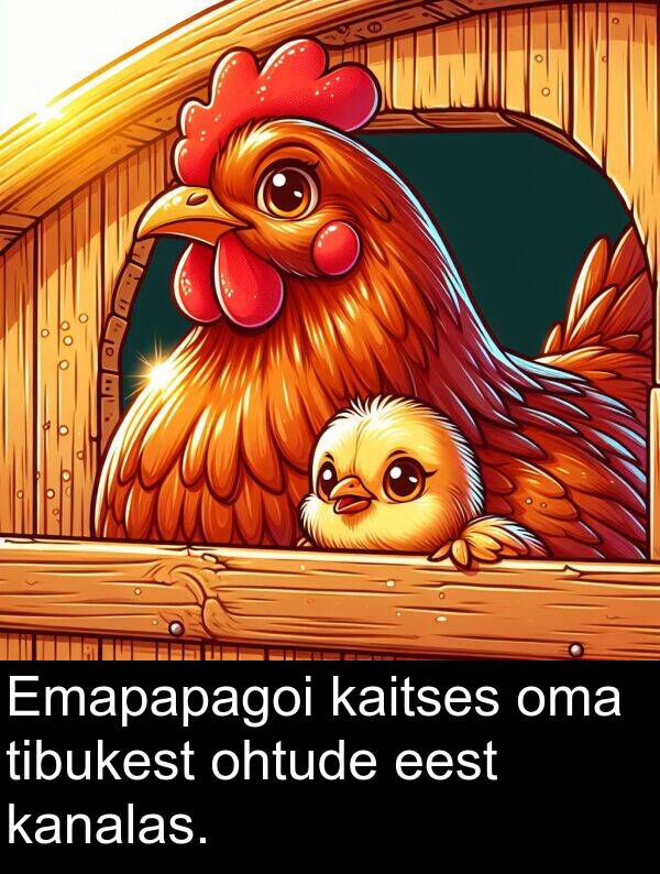 kanalas: Emapapagoi kaitses oma tibukest ohtude eest kanalas.