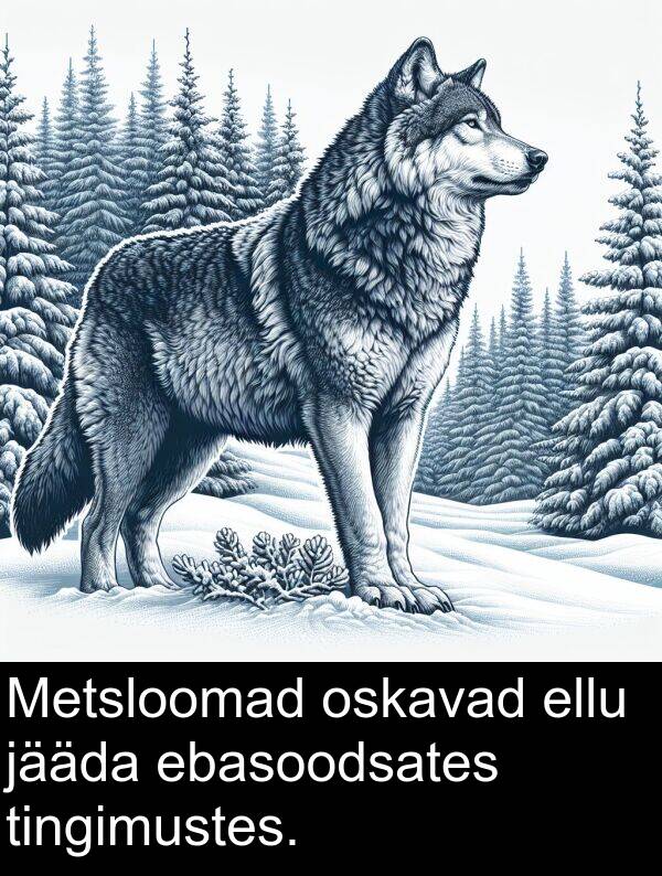ebasoodsates: Metsloomad oskavad ellu jääda ebasoodsates tingimustes.