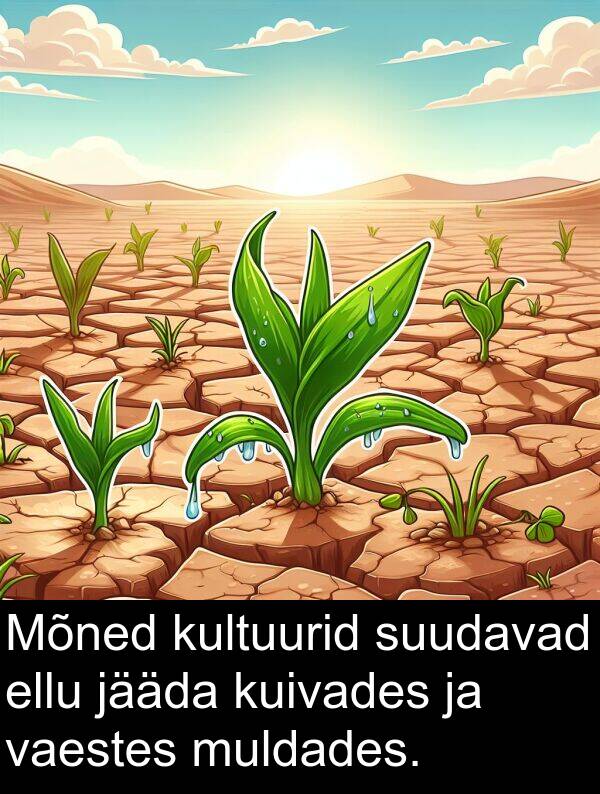 suudavad: Mõned kultuurid suudavad ellu jääda kuivades ja vaestes muldades.