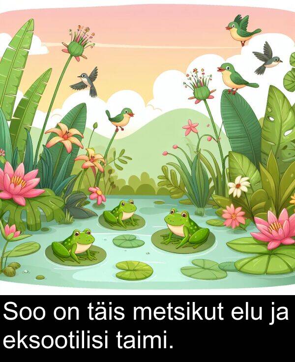 elu: Soo on täis metsikut elu ja eksootilisi taimi.