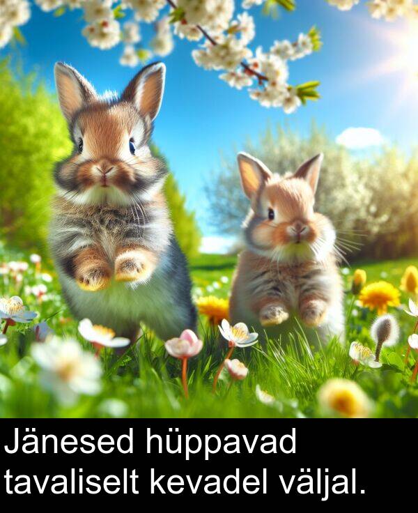 hüppavad: Jänesed hüppavad tavaliselt kevadel väljal.