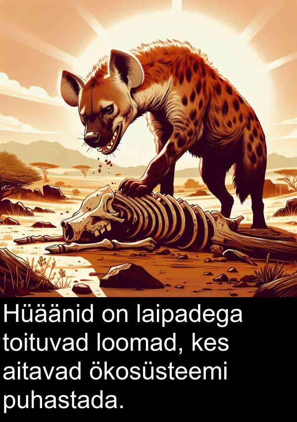 puhastada: Hüäänid on laipadega toituvad loomad, kes aitavad ökosüsteemi puhastada.