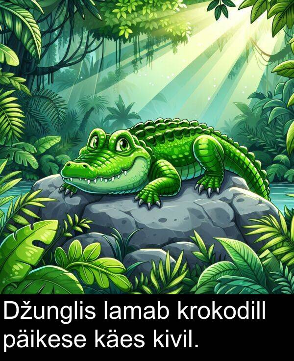 krokodill: Džunglis lamab krokodill päikese käes kivil.