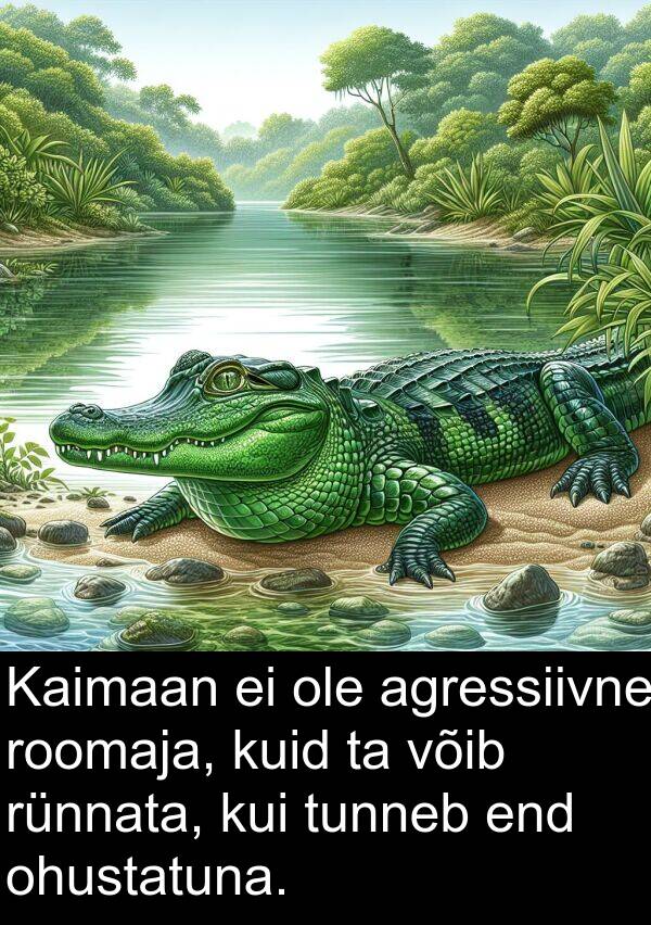 ohustatuna: Kaimaan ei ole agressiivne roomaja, kuid ta võib rünnata, kui tunneb end ohustatuna.