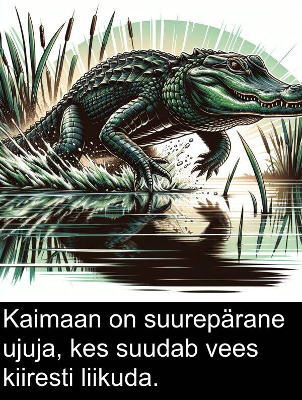 suurepärane: Kaimaan on suurepärane ujuja, kes suudab vees kiiresti liikuda.