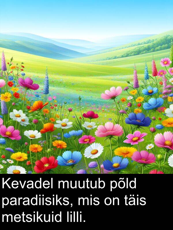 põld: Kevadel muutub põld paradiisiks, mis on täis metsikuid lilli.