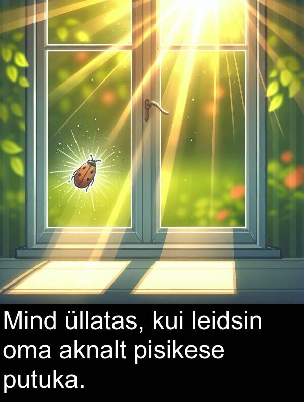 pisikese: Mind üllatas, kui leidsin oma aknalt pisikese putuka.