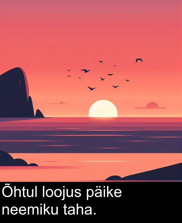 loojus: Õhtul loojus päike neemiku taha.