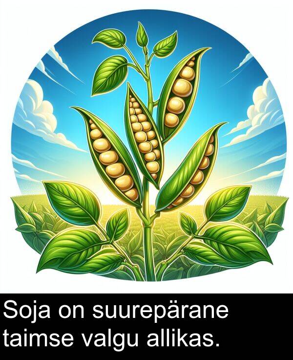 suurepärane: Soja on suurepärane taimse valgu allikas.