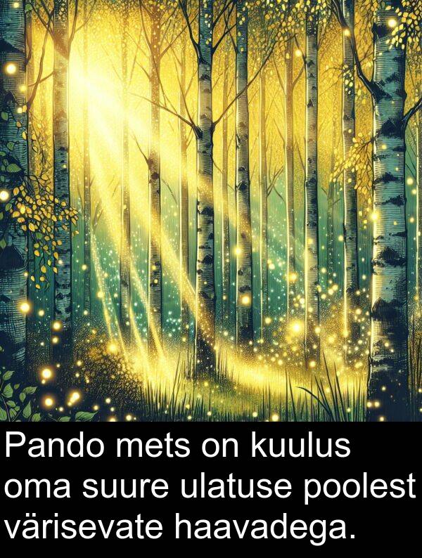 haavadega: Pando mets on kuulus oma suure ulatuse poolest värisevate haavadega.