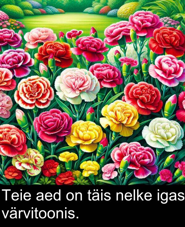 täis: Teie aed on täis nelke igas värvitoonis.