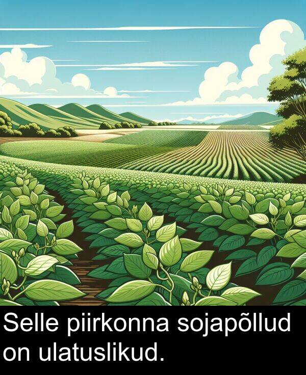 sojapõllud: Selle piirkonna sojapõllud on ulatuslikud.