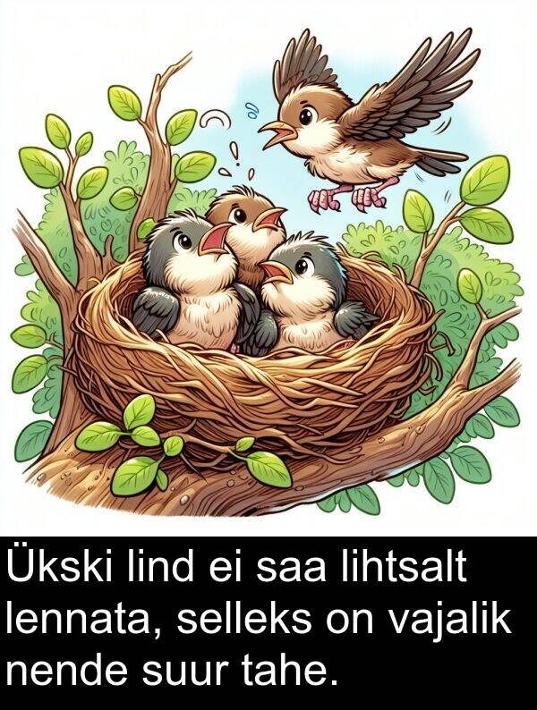 lind: Ükski lind ei saa lihtsalt lennata, selleks on vajalik nende suur tahe.