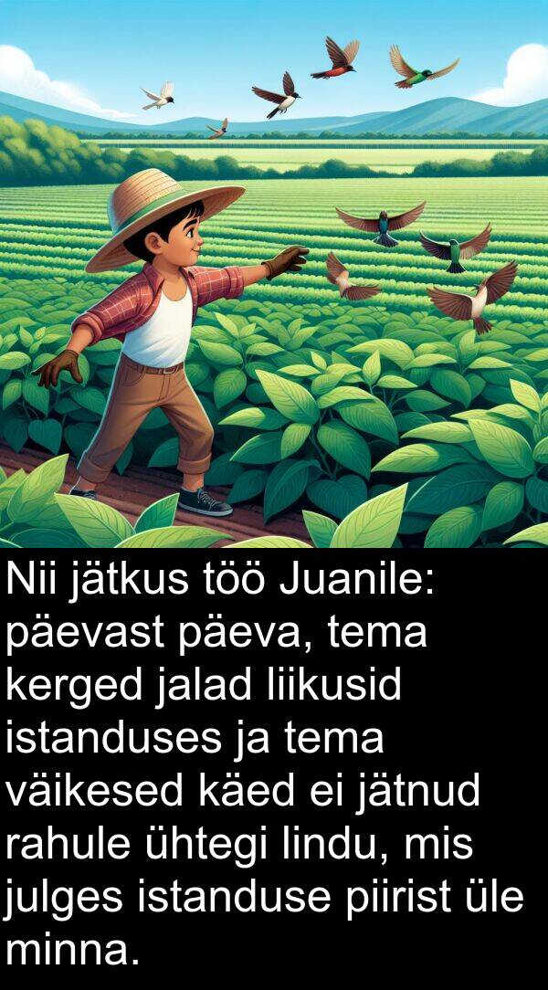 käed: Nii jätkus töö Juanile: päevast päeva, tema kerged jalad liikusid istanduses ja tema väikesed käed ei jätnud rahule ühtegi lindu, mis julges istanduse piirist üle minna.