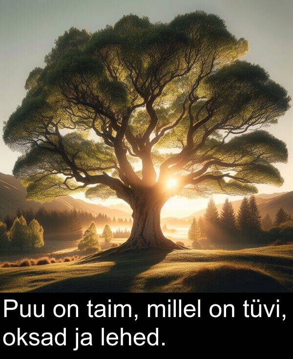 millel: Puu on taim, millel on tüvi, oksad ja lehed.