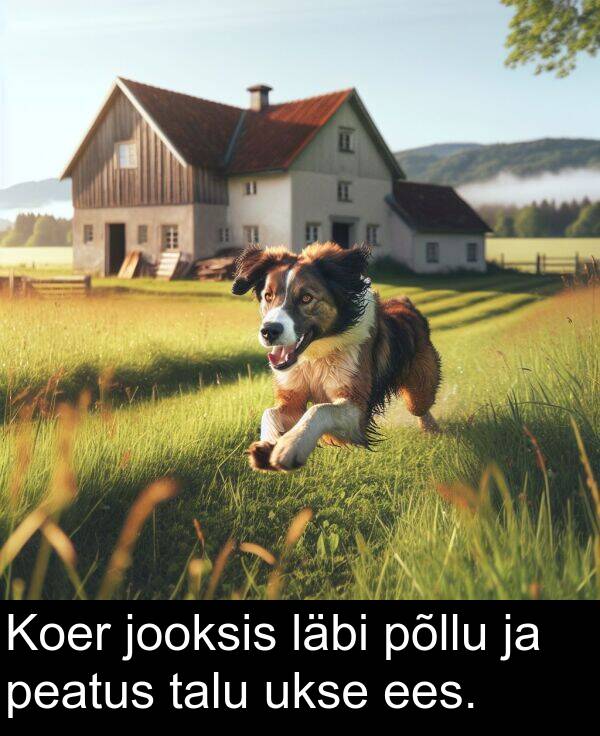 läbi: Koer jooksis läbi põllu ja peatus talu ukse ees.