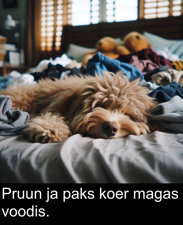 koer: Pruun ja paks koer magas voodis.